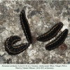 parnassius nordmanni larva4c